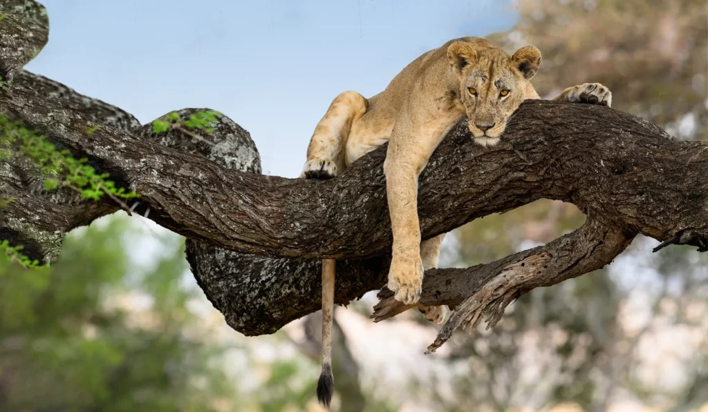 ‘LIONS CLIMB TREES TO COOL’